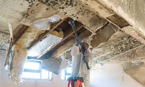 Professional Mold Removal & Remediation in Morehead City, NC